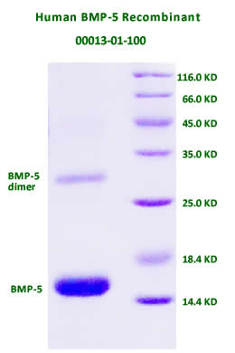 human BMP 5 recombinant