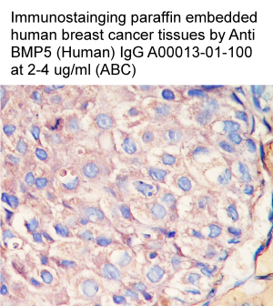 anti bmp5 antibody for immunohistochemistry A00013-01-100 from aviscera bioscience