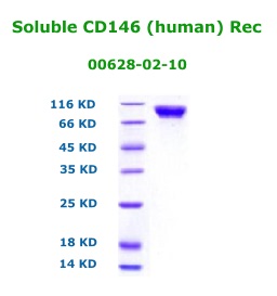 soluble cd146 recombinant