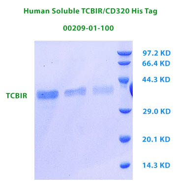 human CD320 Recombinant from aviscera bioscience