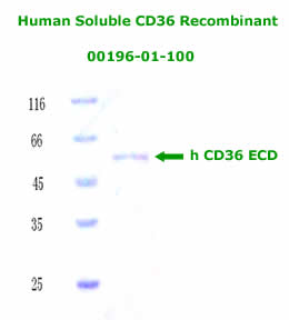 human soluble cd36 recombinant from aviscera bioscience