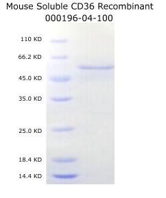 mouse soluble CD36 recombinant from aviscera bioscience