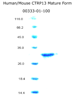 human mouse CTRP3 recombinant from aviscera bioscience