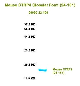 mouse ctrp4 globular form (24-161)