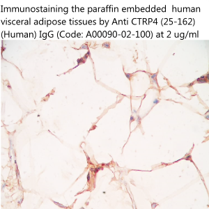 anti CTRP4 antibody validated by immunohistochemistry on human adipose tissues