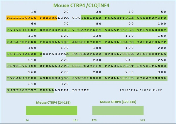 mouse ctrp4 globular form