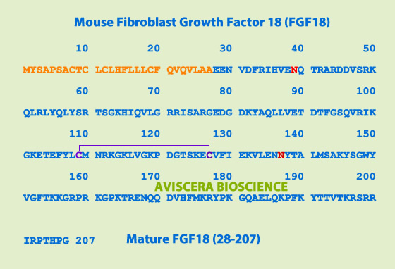 mouse FGF18 recombinant