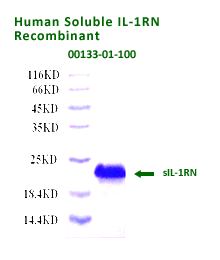 human sIL-1RN recombinant
