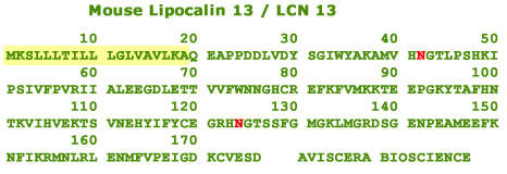 mouse lipocalin 13 recombinant amino acid sequence