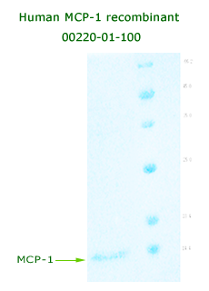 human MCP-1 recombinant