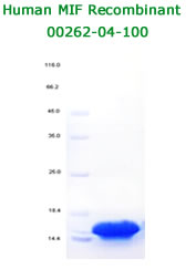 human MIF recombinant from aviscera bioscience