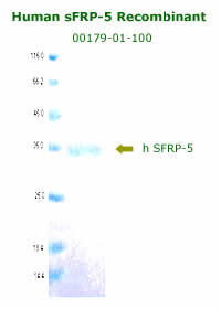 human sfrp-5 recombinant from aviscera bioscience