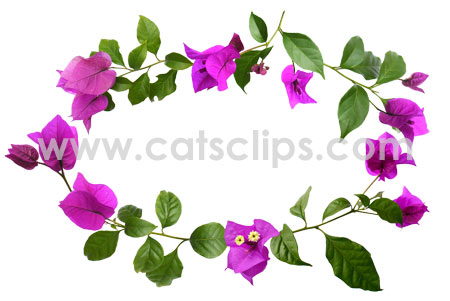 bougainvilla flowers border