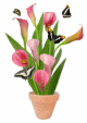 pink calla lily butterflies