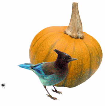 jay spider animated gif