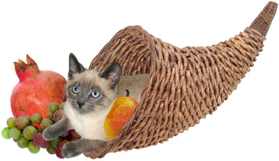 kitten in cornucopia