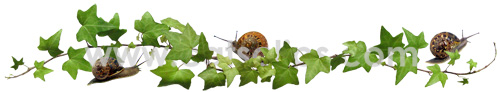 snails in ivy