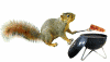 squirrel BBQ