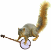 squirrel with banjo