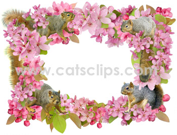 squirrel flower border