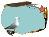 gull animated border