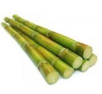 Sugar cane